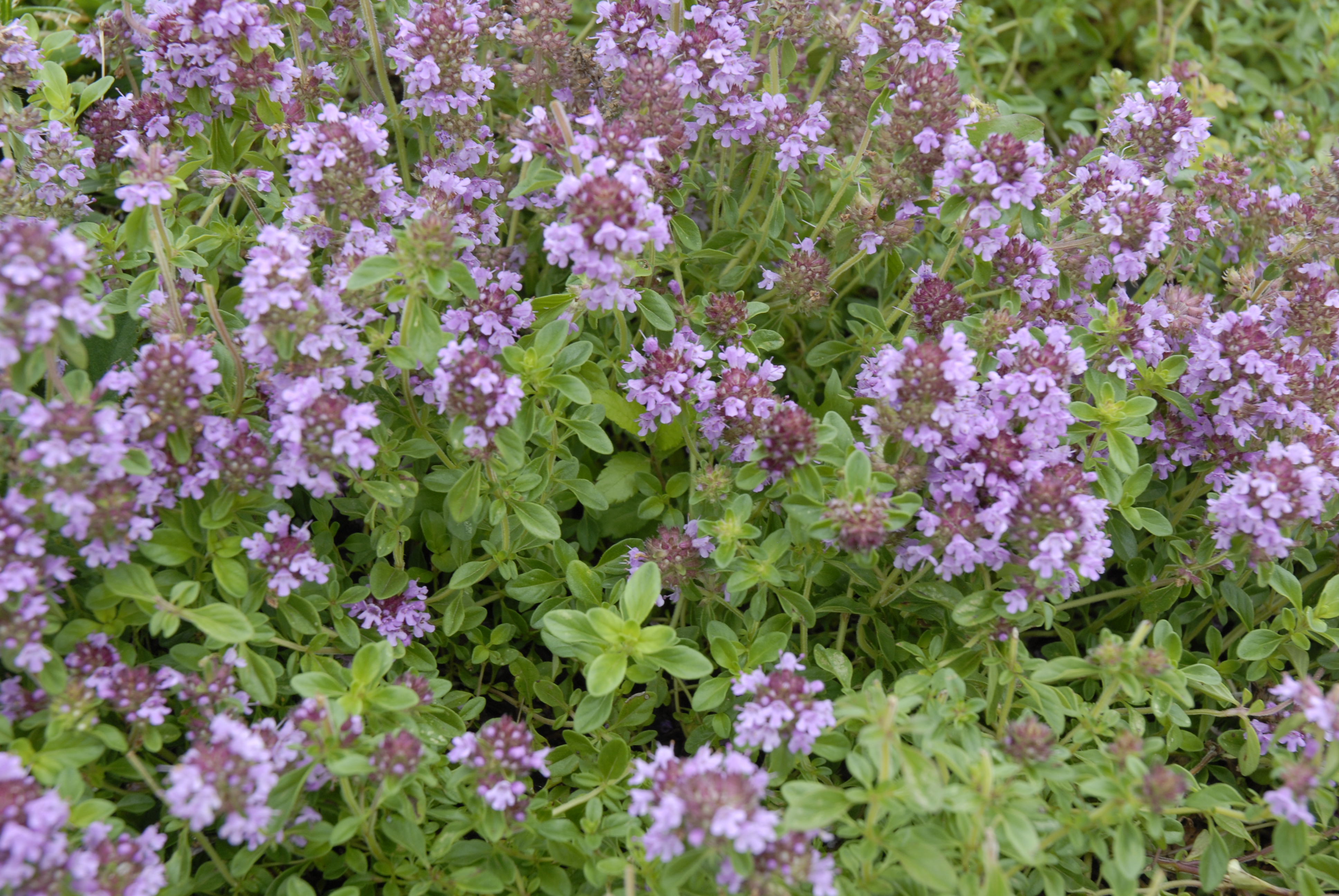 Reiter Creeping Thyme